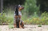 BEAUCERON - PUPPIES 077